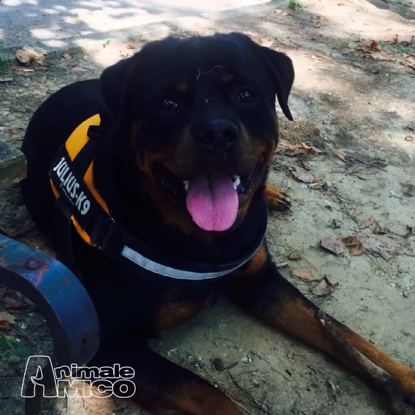 rottweiler maschio per accoppiamento pedigree eccellente | Foto 0