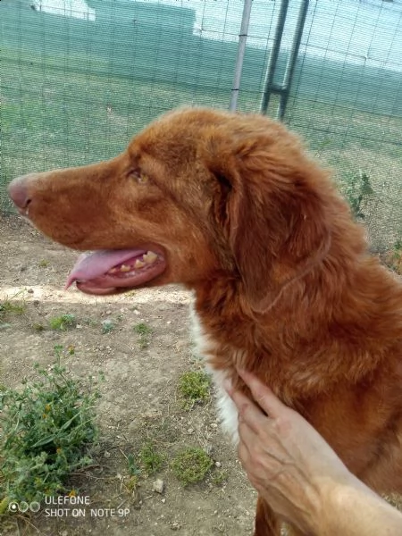 figaro il tenero cane in cerca di amore | Foto 0