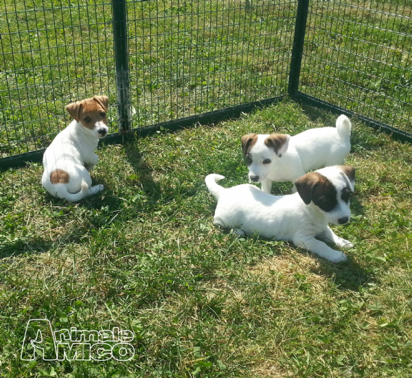 Cerco Cuccioli Taglia Piccola In Regalo Veneto Premiere To After Effects