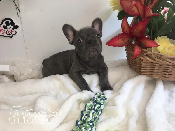 bouledogue bulldog francese cuccioli disponibili