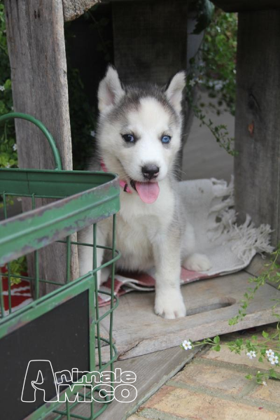 Tutti Lo Vendita Husky Da Privato Querciacb