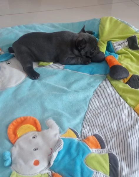  bulldog  bouledogue francese cioccolato | Foto 3