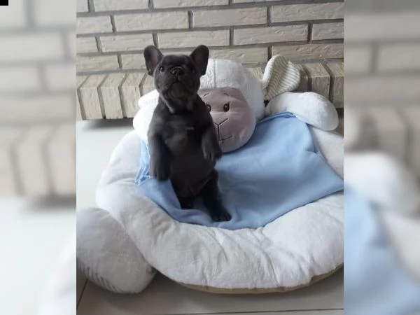 bulldog  bouledogue francese cioccolato