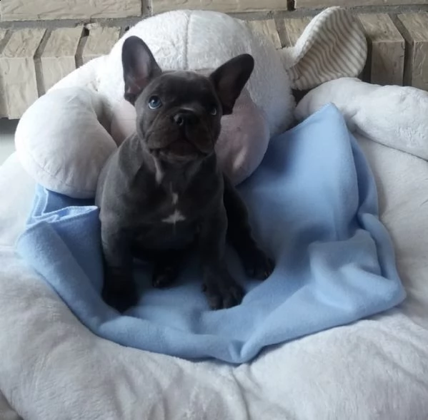  bulldog  bouledogue francese cioccolato | Foto 2