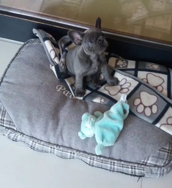  bulldog  bouledogue francese cioccolato | Foto 1