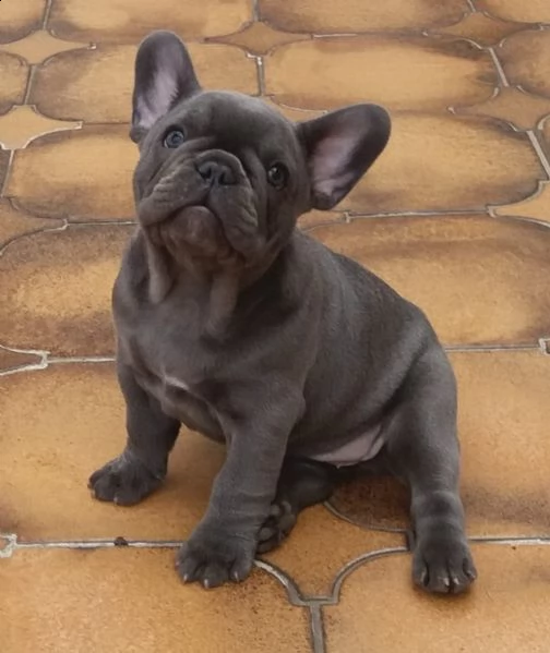 bulldog  bouledogue francese cioccolato | Foto 0