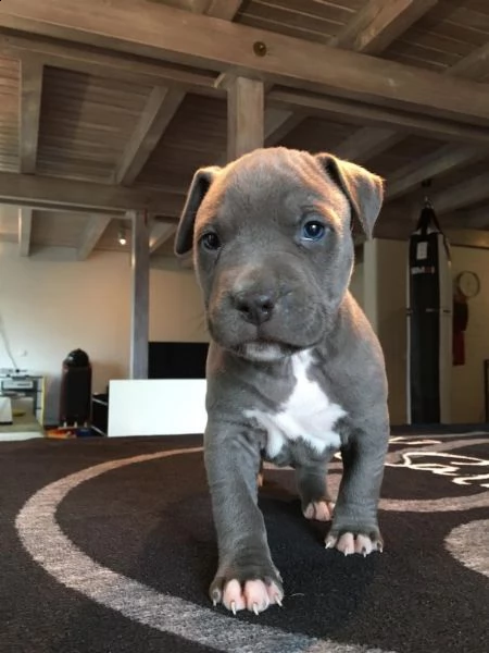 cuccioli di pit bull terrier