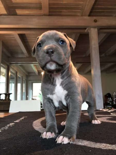 cuccioli di pit bull terrier | Foto 0