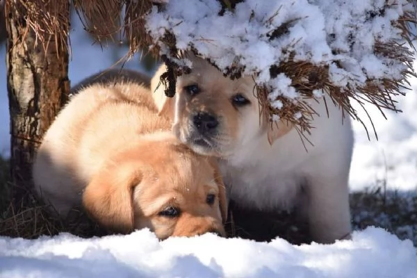 cuccioli labrador disponibili  pedigree enci | Foto 0