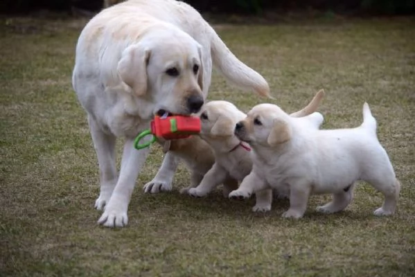 cuccioli labrador disponibili  pedigree enci