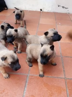 cuccioli pastore belga malinois | Foto 0
