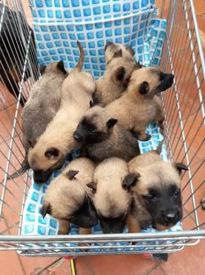 cuccioli pastore belga malinois