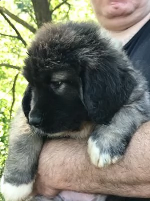 pastore del caucaso cuccioli | Foto 0