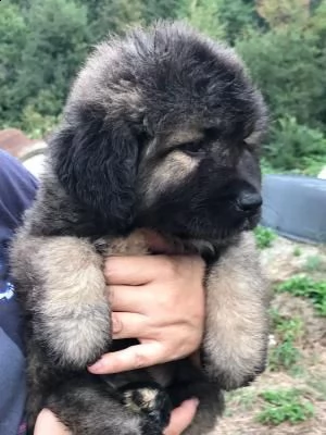 pastore del caucaso cuccioli