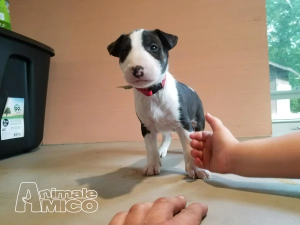 bull terrier cuccioli miniature