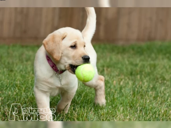 labrador chocolate miele e neri 