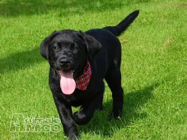 labrador chocolate miele e neri  | Foto 0