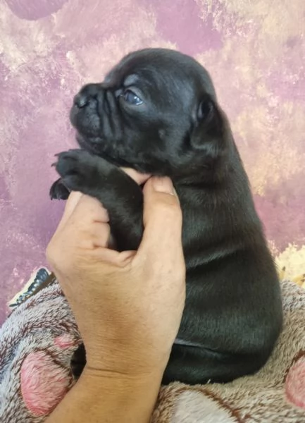 Staffordshire bull terrier  | Foto 4