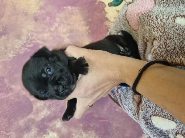 Staffordshire bull terrier  | Foto 3