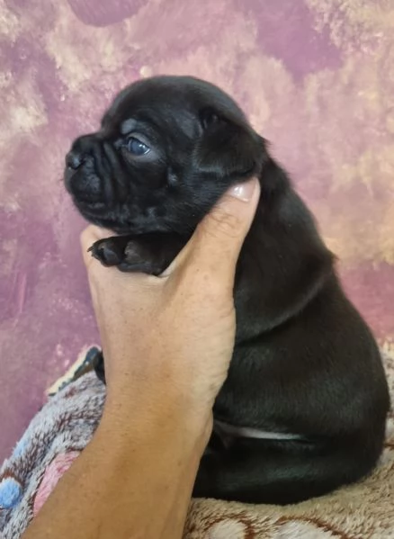 Staffordshire bull terrier  | Foto 2