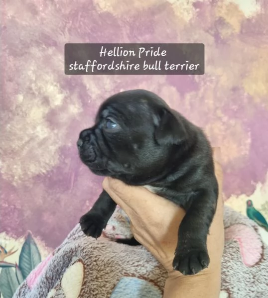 Staffordshire bull terrier  | Foto 1