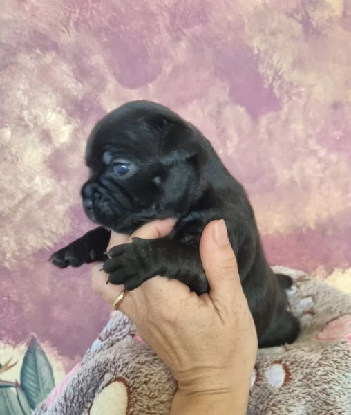 Staffordshire bull terrier  | Foto 0