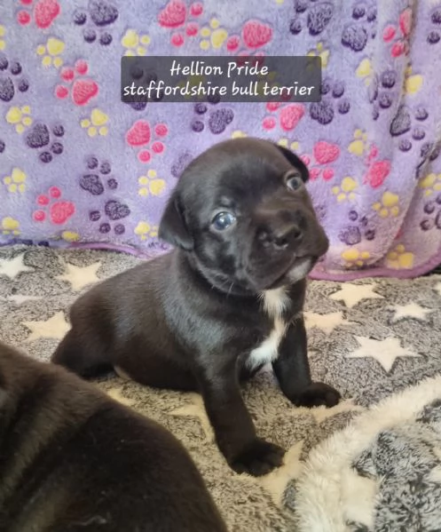 Staffordshire bull terrier 