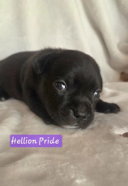 Staffordshire bull terrier cuccioli  | Foto 2