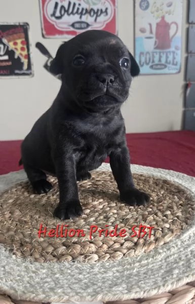 Staffordshire bull terrier cuccioli  | Foto 6