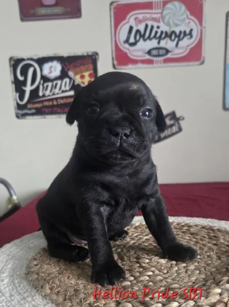 Staffordshire bull terrier cuccioli  | Foto 5