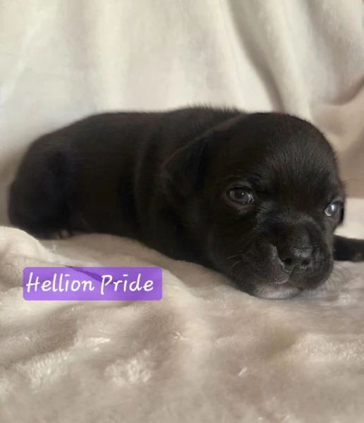 Staffordshire bull terrier cuccioli  | Foto 1