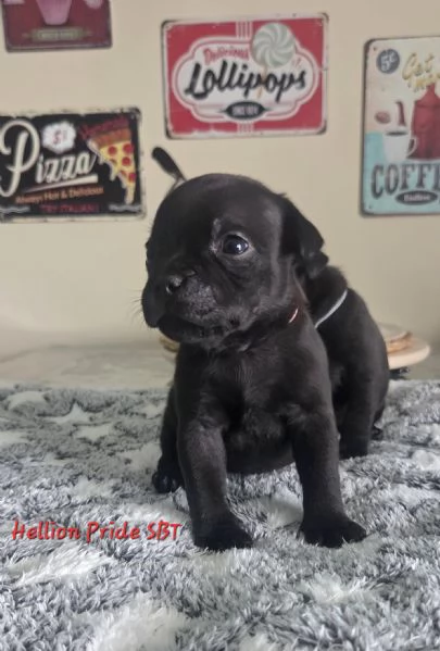 Staffordshire bull terrier cuccioli  | Foto 3