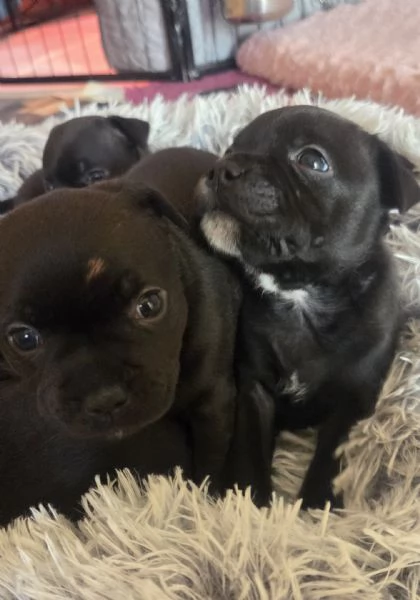 Staffordshire bull terrier cuccioli  | Foto 2