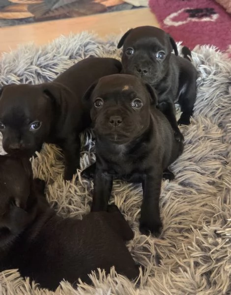 Staffordshire bull terrier cuccioli  | Foto 1