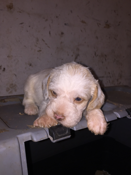 Vendita Cucciolo Da Privato A Ar Cane Da Tartufi 31102017