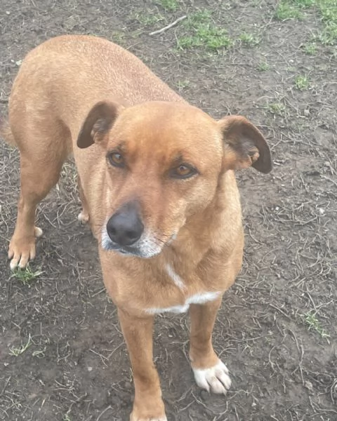 melody splendida cagnolina da adottare  | Foto 1