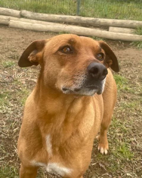 melody splendida cagnolina da adottare  | Foto 0