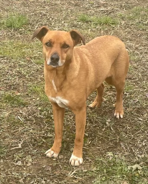 melody splendida cagnolina da adottare 