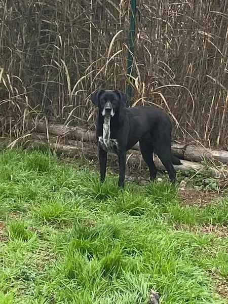 lia splendida cagnolina da adottare subito  | Foto 3