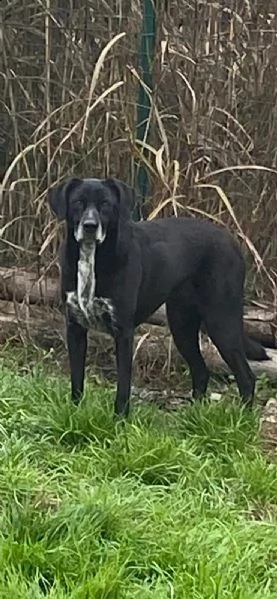 lia splendida cagnolina da adottare subito  | Foto 2