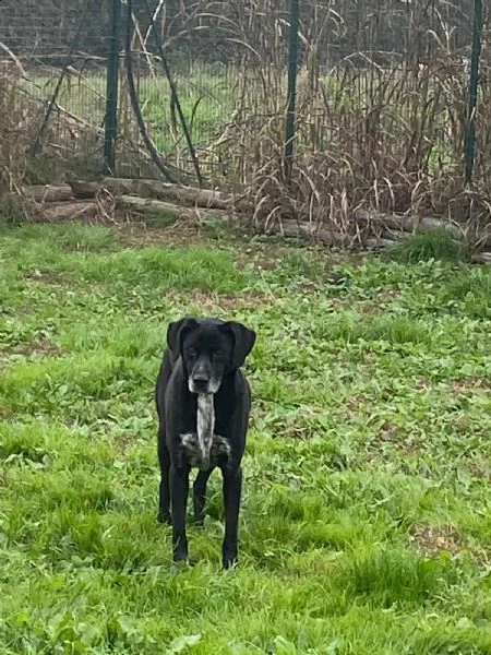 lia splendida cagnolina da adottare subito  | Foto 1