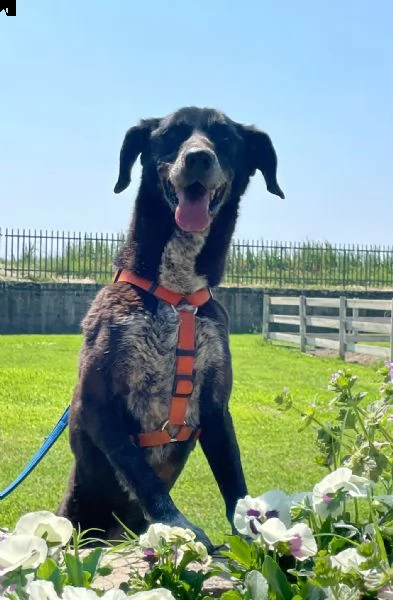 lia splendida cagnolina da adottare subito 