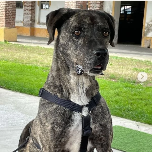 buddy splendido incrocio cane corso cerca famiglia 