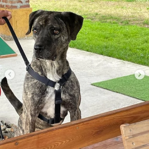 buddy splendido incrocio cane corso cerca famiglia  | Foto 1