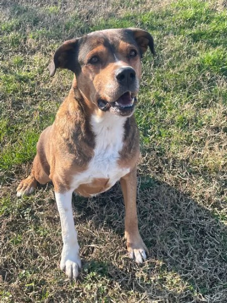 yago meraviglioso cagnolone da adottare subito  | Foto 1