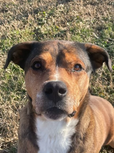 yago meraviglioso cagnolone da adottare subito 