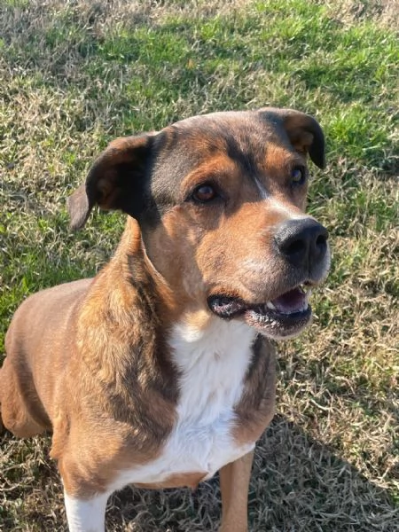 yago meraviglioso cagnolone da adottare subito  | Foto 0