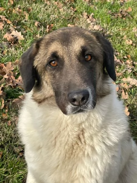 russel splendido cagnolone da adottare subito 