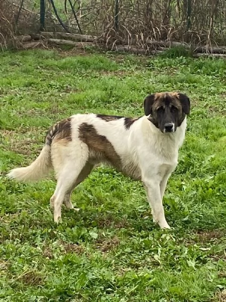 russel splendido cagnolone da adottare subito  | Foto 4