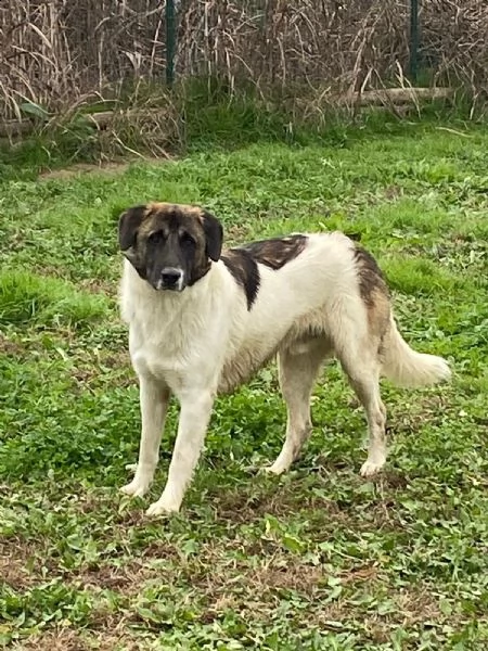 russel splendido cagnolone da adottare subito  | Foto 2